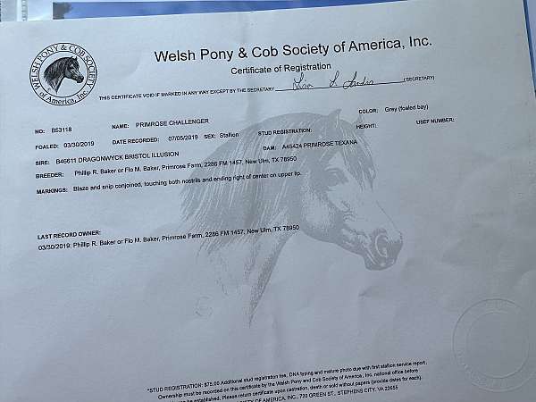wpcsa-gelding