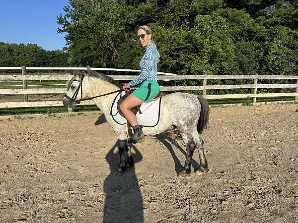 11-hand-welsh-pony-gelding
