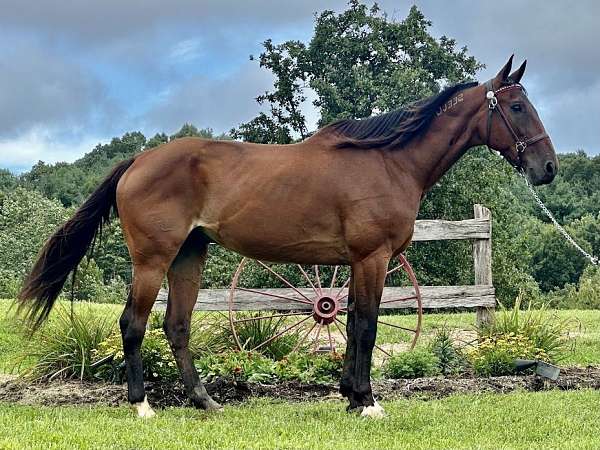 bay-horse