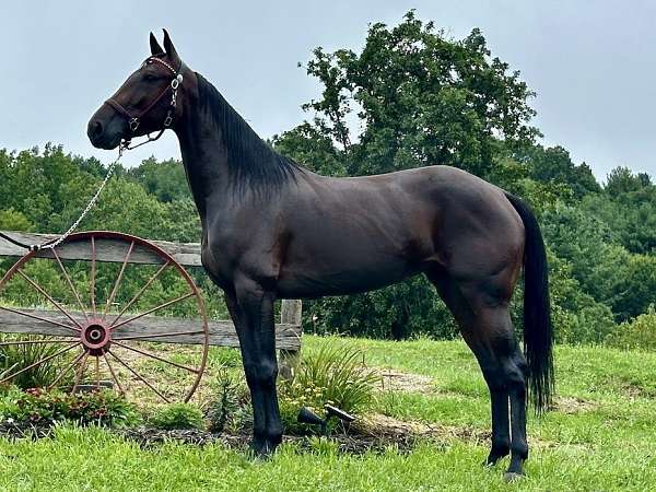 bay-standardbred-mare