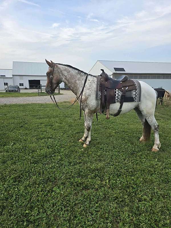 appaloosa-horse