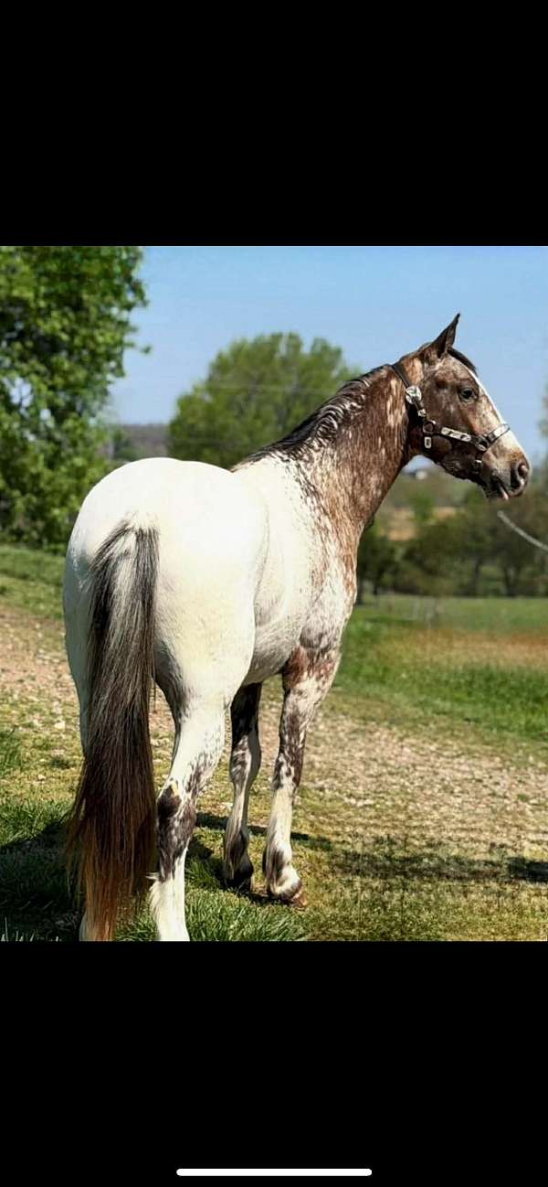 all-around-gypsy-vanner-horse