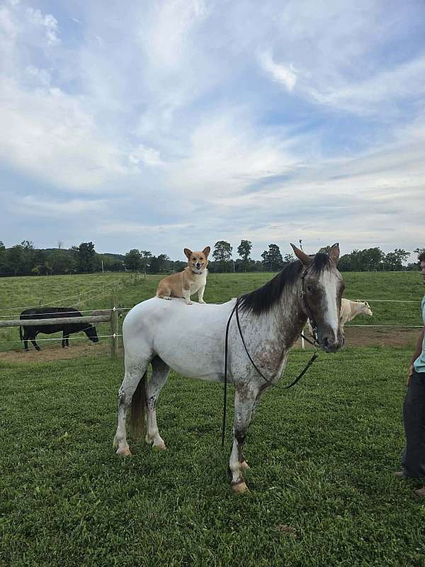beginner-gypsy-vanner-horse