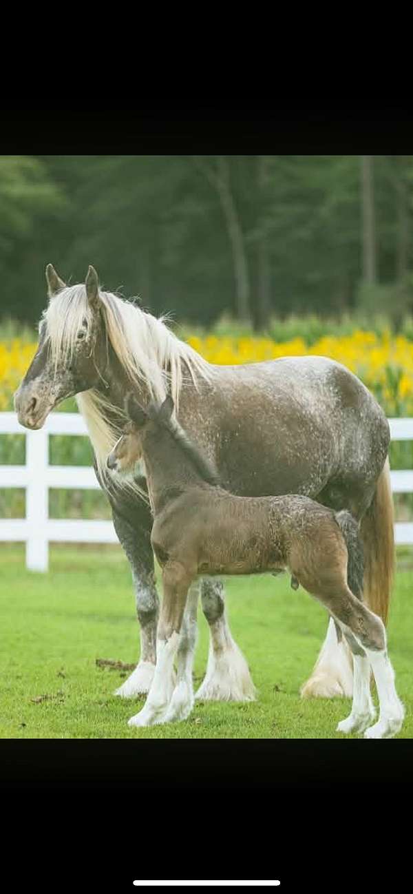 chocolate-asha-shire-colt