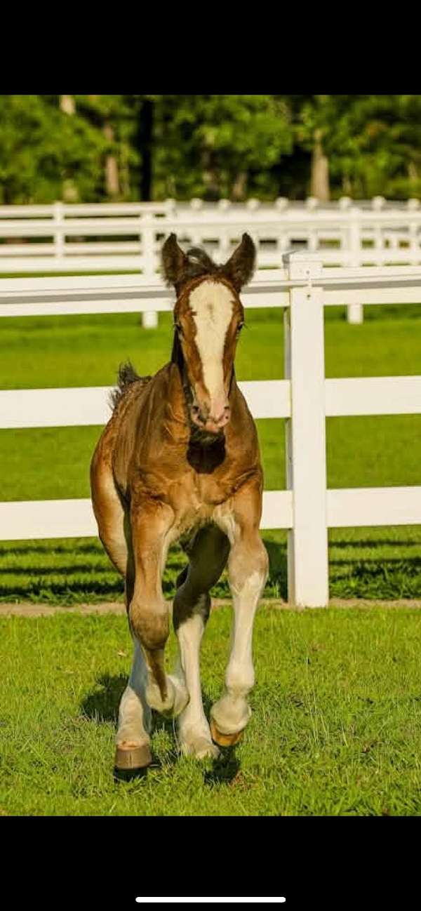sporthorse-drum-shire-horse