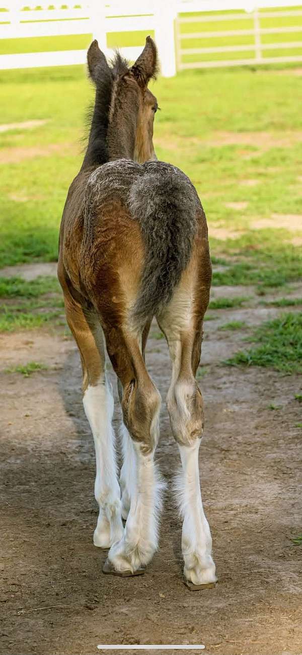 chocolate-sporthorse