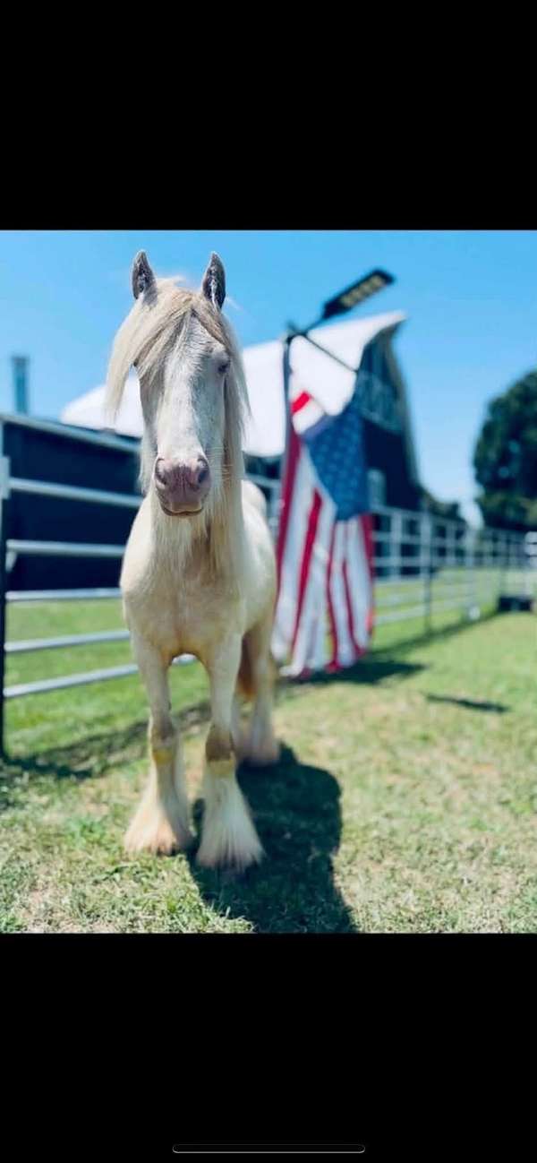 gypsy-vanner-horse