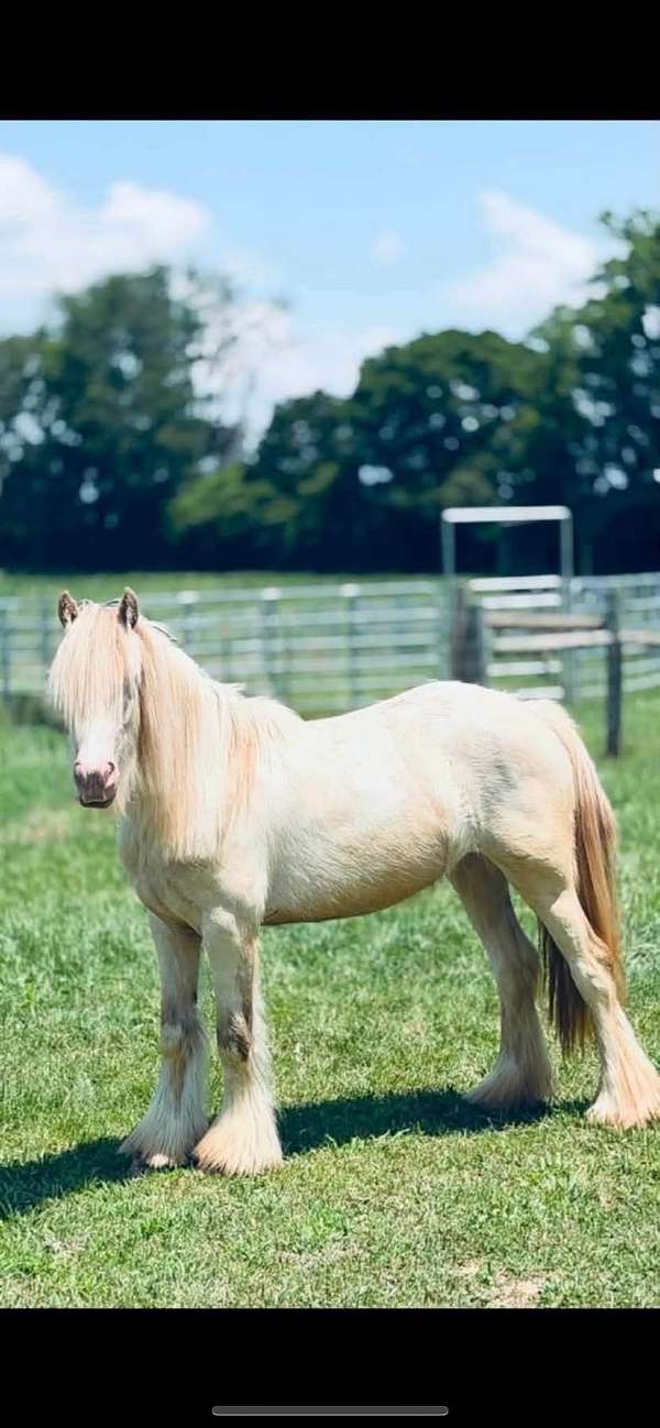 gypsy-vanner-filly
