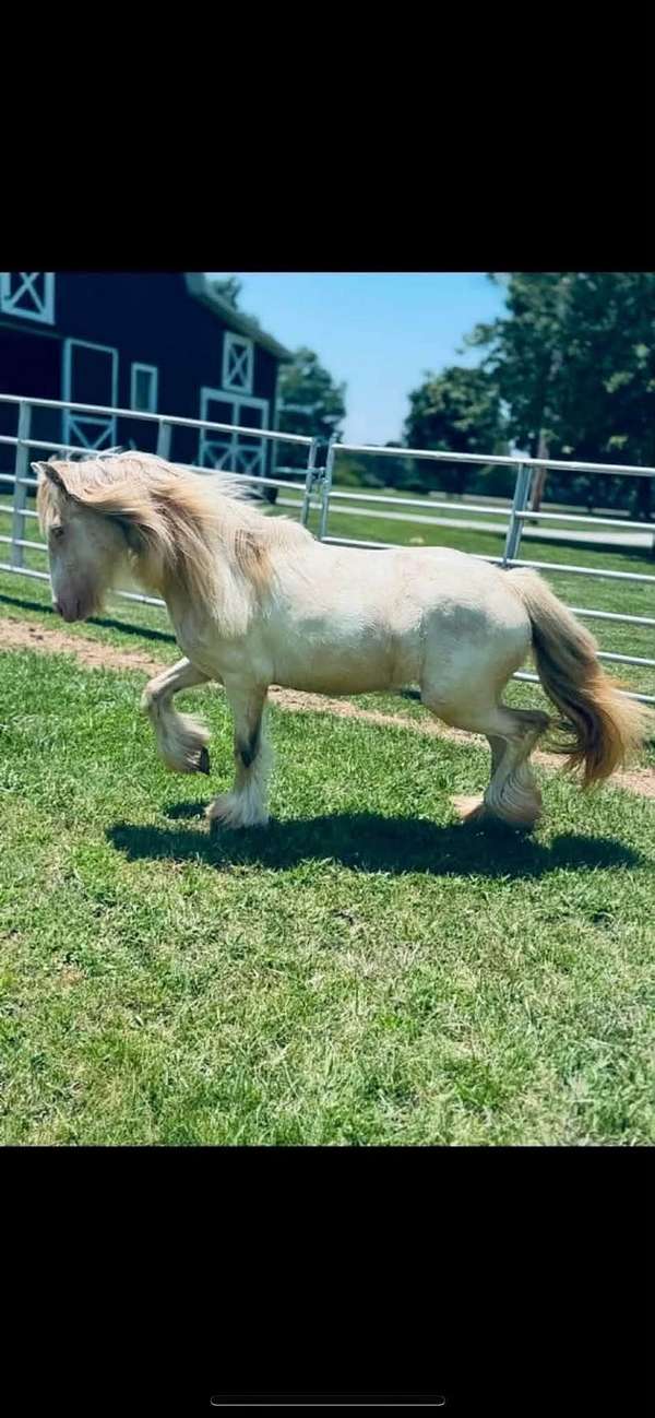 gypsy-vanner-horse-for-sale