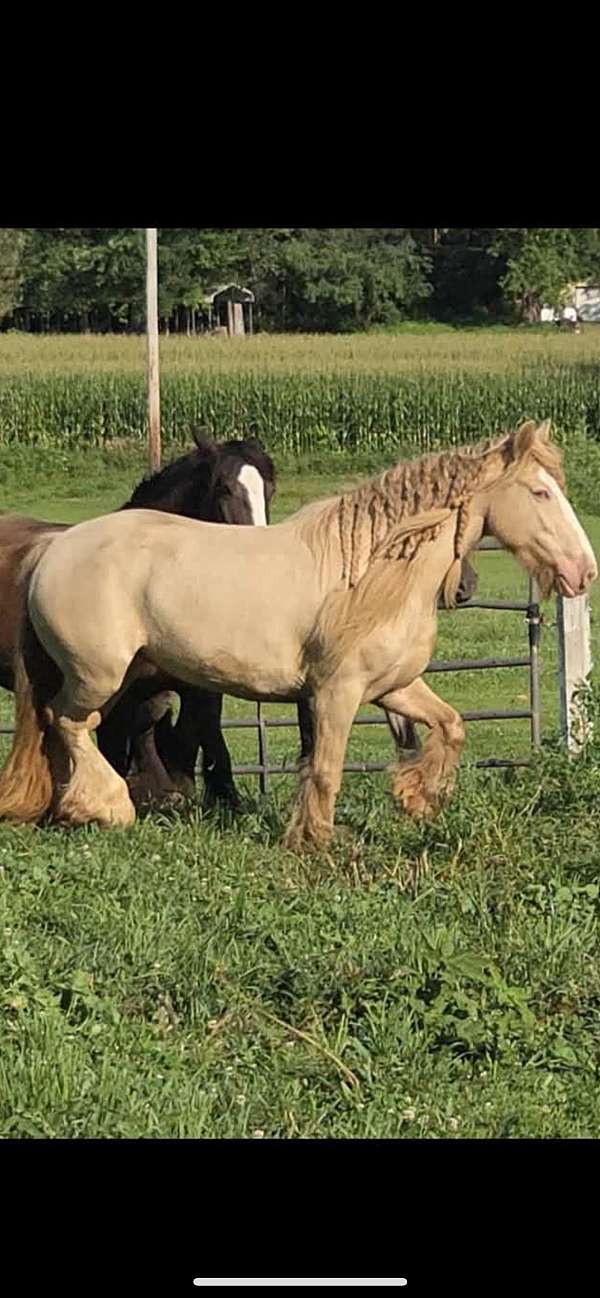 blue-roan-gypsy-vanner-foal