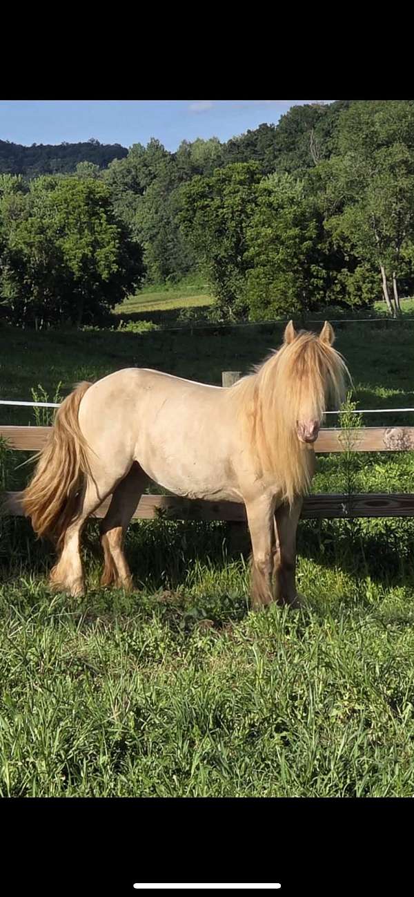 roan-gypsy-vanner-stallion