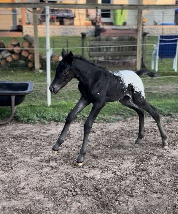 black-dun-appaloosa-filly
