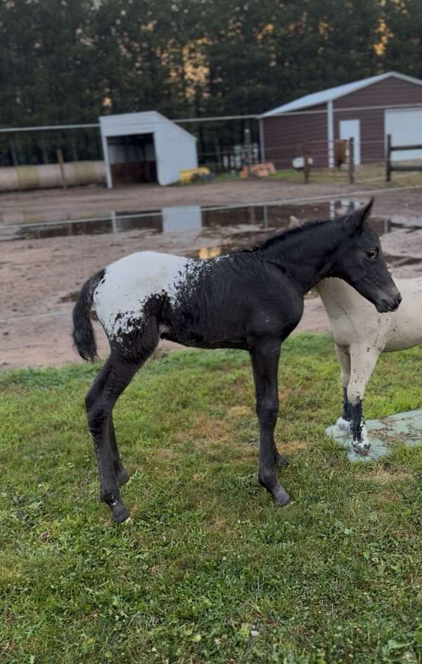 black-dun-appaloosa-mare
