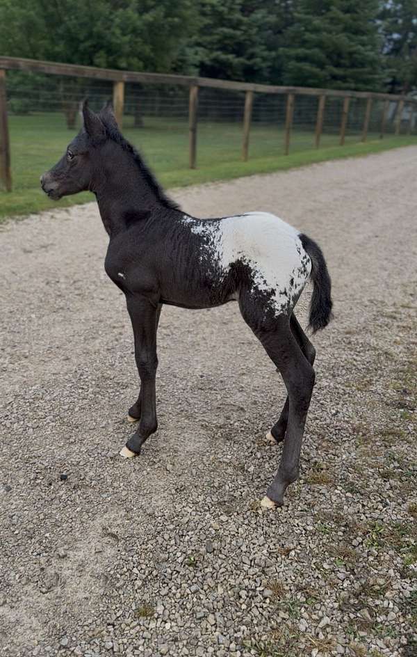 black-dun-appaloosa-broodmare