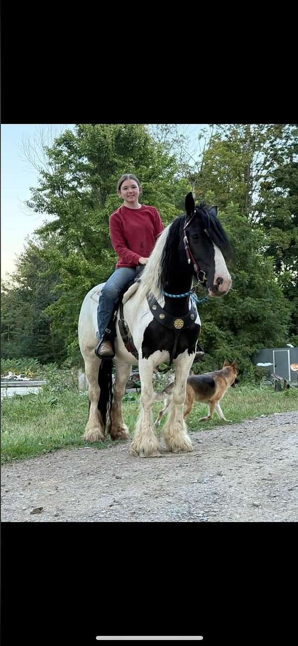 beginner-gypsy-vanner-horse