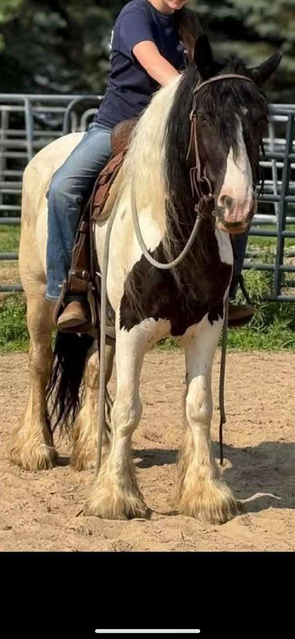all-around-gypsy-vanner-horse