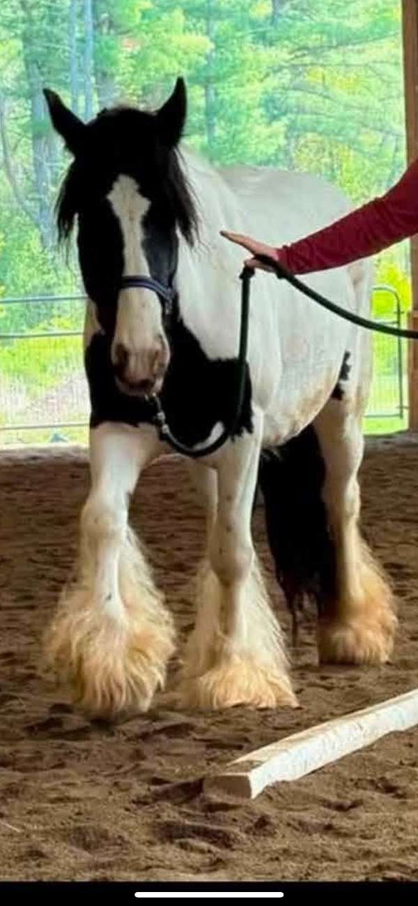 athletic-gypsy-vanner-horse
