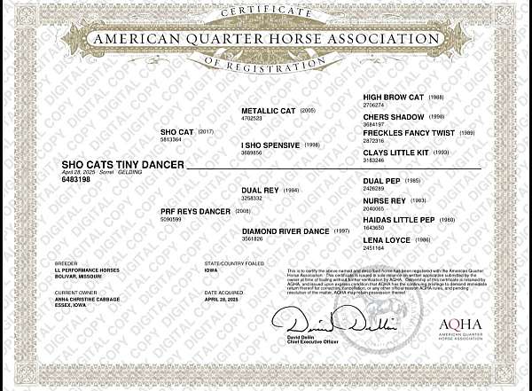 quarter-horse-colt