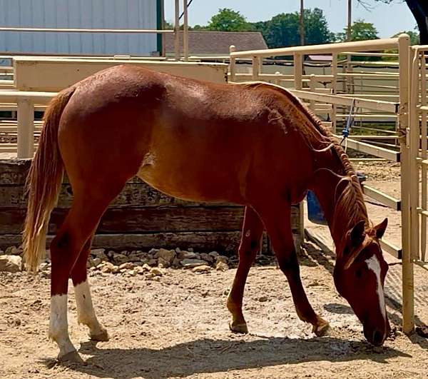 quarter-horse-for-sale