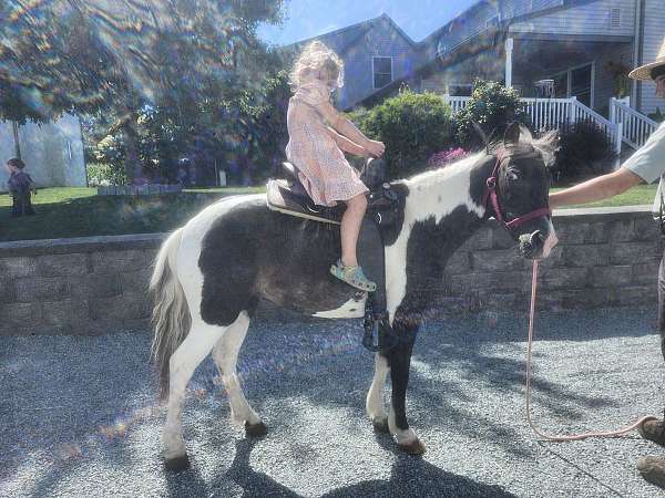 paint-pony-mare