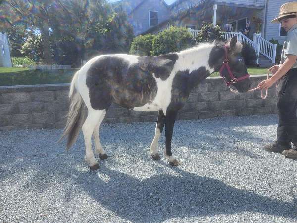 paint-pony-for-sale