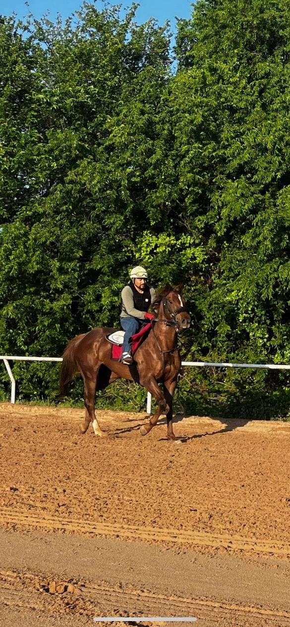 dressage-thoroughbred-horse