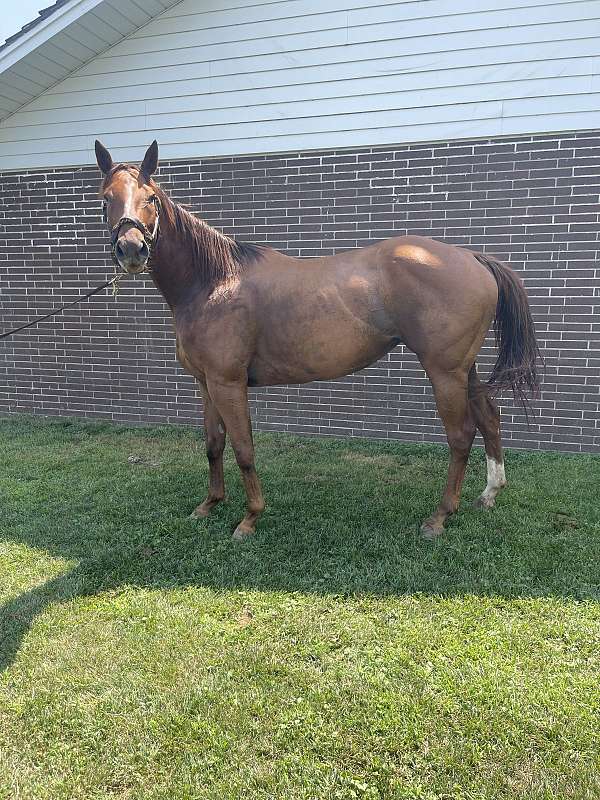 all-around-thoroughbred-horse