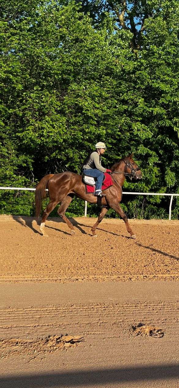 english-pleasure-thoroughbred-horse