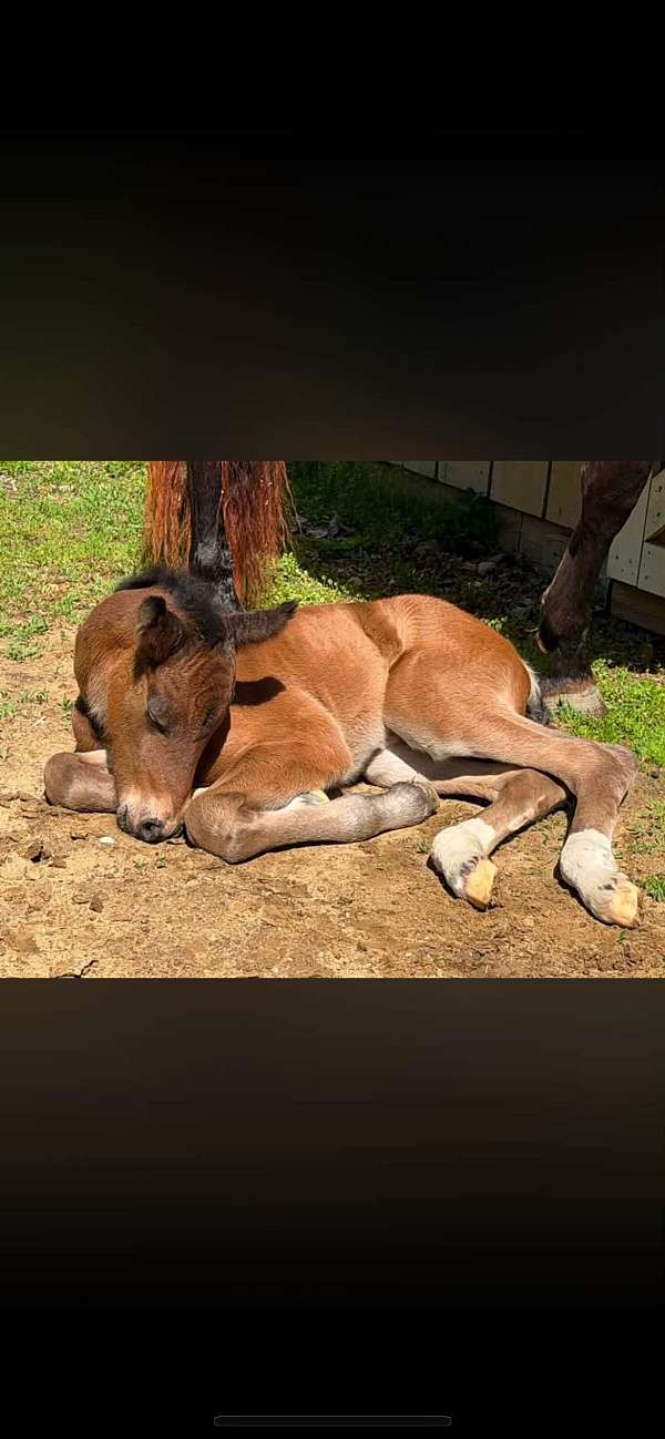 ghra-gypsy-vanner-quarter-horse-filly