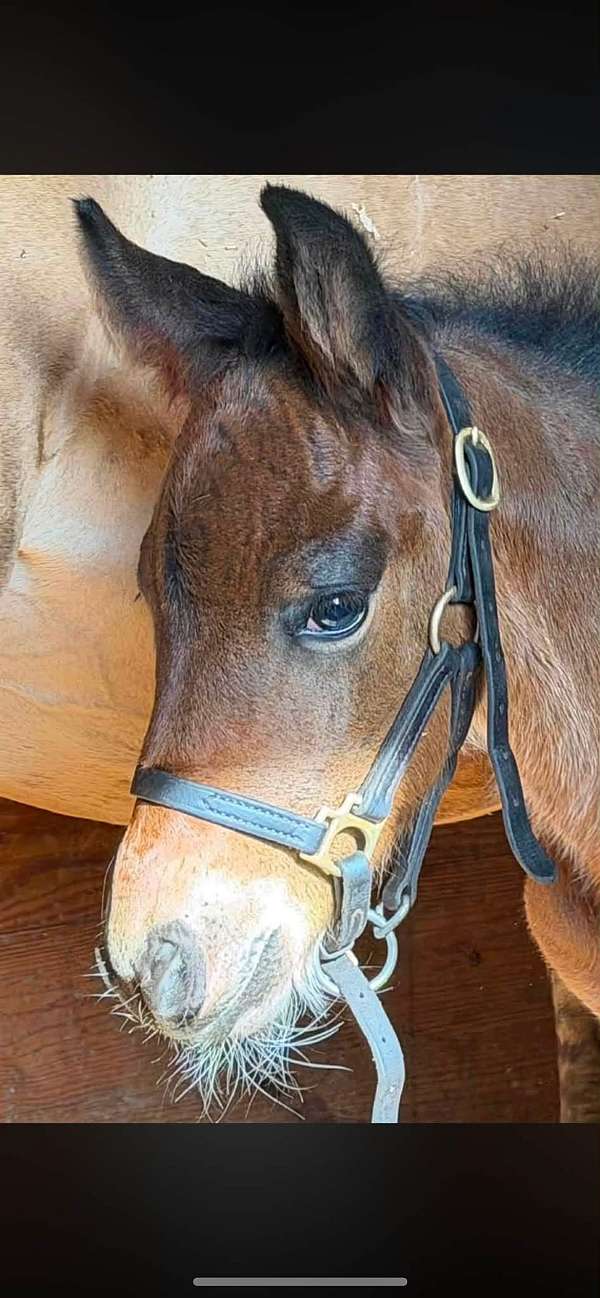 bay-gypsy-vanner-quarter-horse-filly