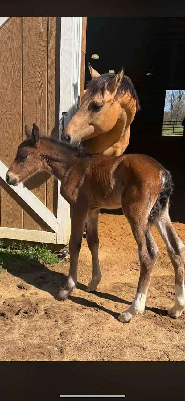 bay-gypsy-vanner-quarter-horse-for-sale
