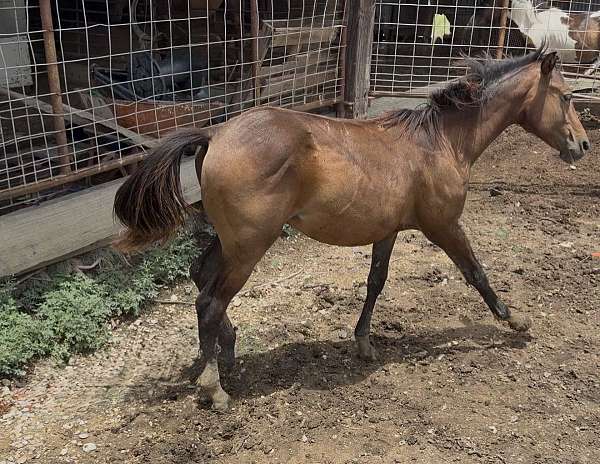lone-drifter-quarter-horse