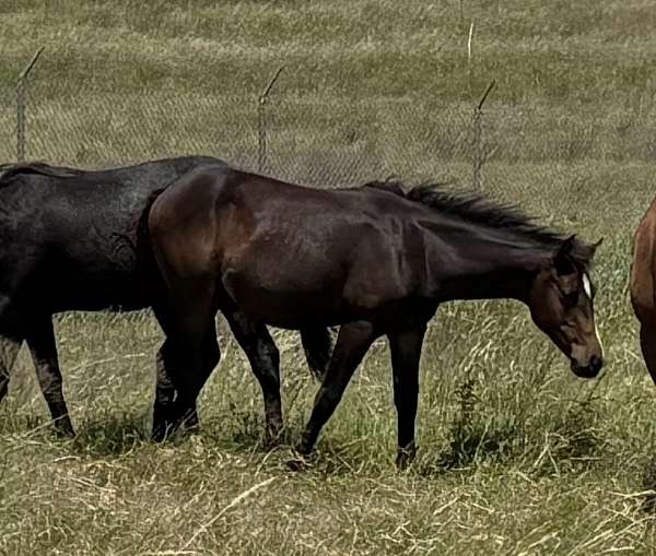 buck-hancock-horse