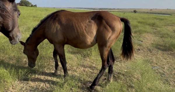 gap-horse