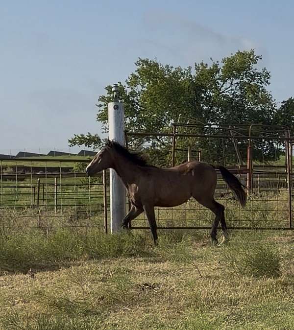 lone-drifter-horse