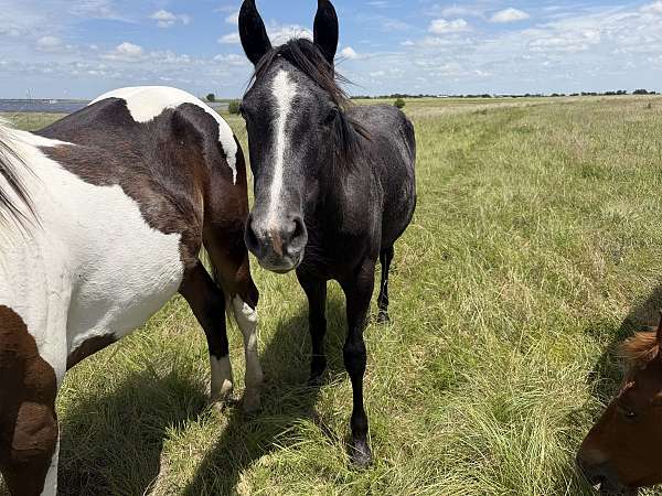 wnfr-quarter-horse