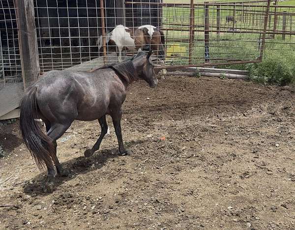 wnfr-horse