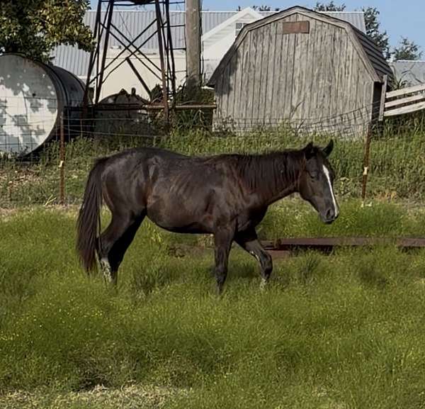 nfr-colt