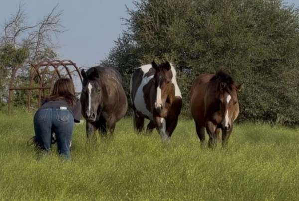 run-colt