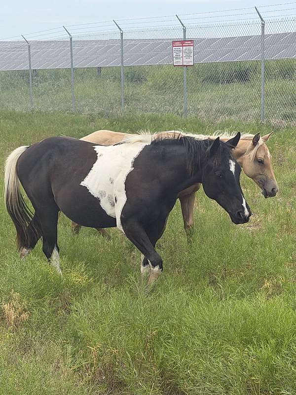 barrel-producer-paint-horse