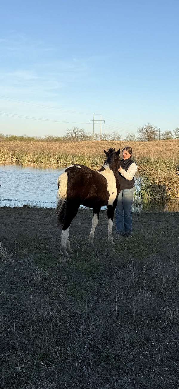 barrel-producer-filly