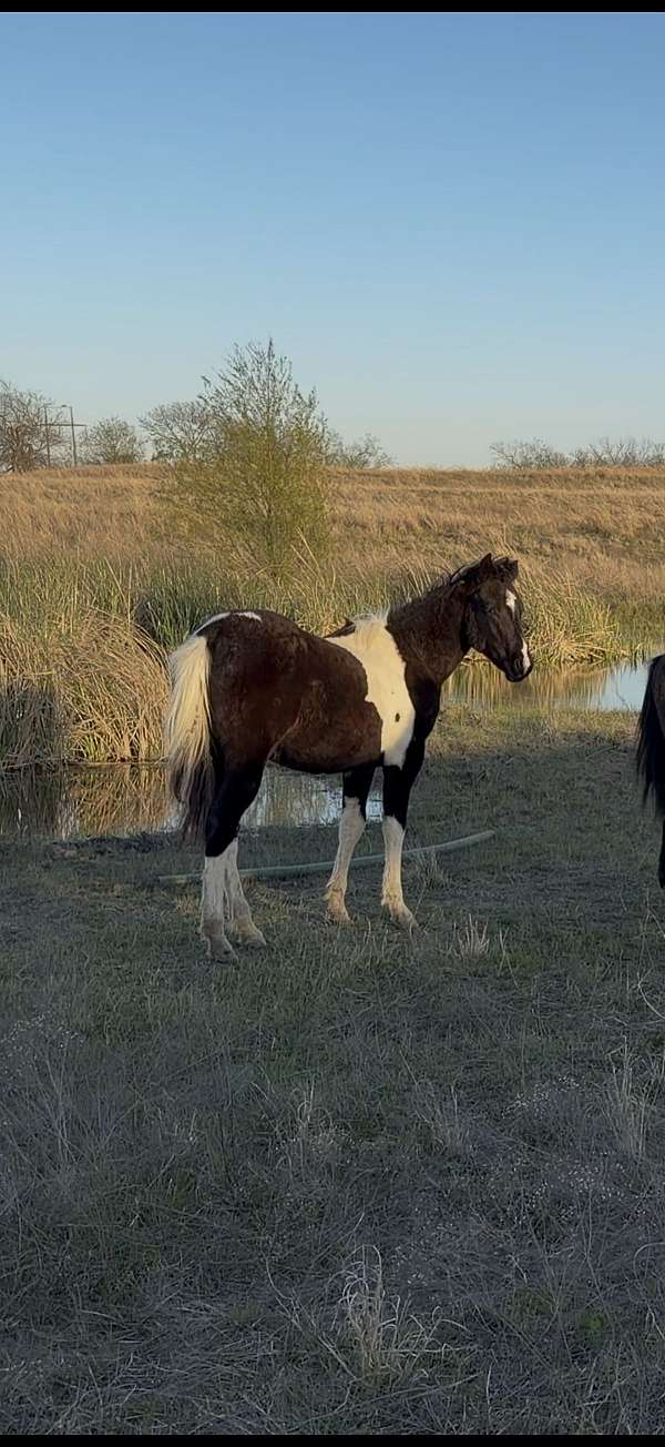 competing-filly