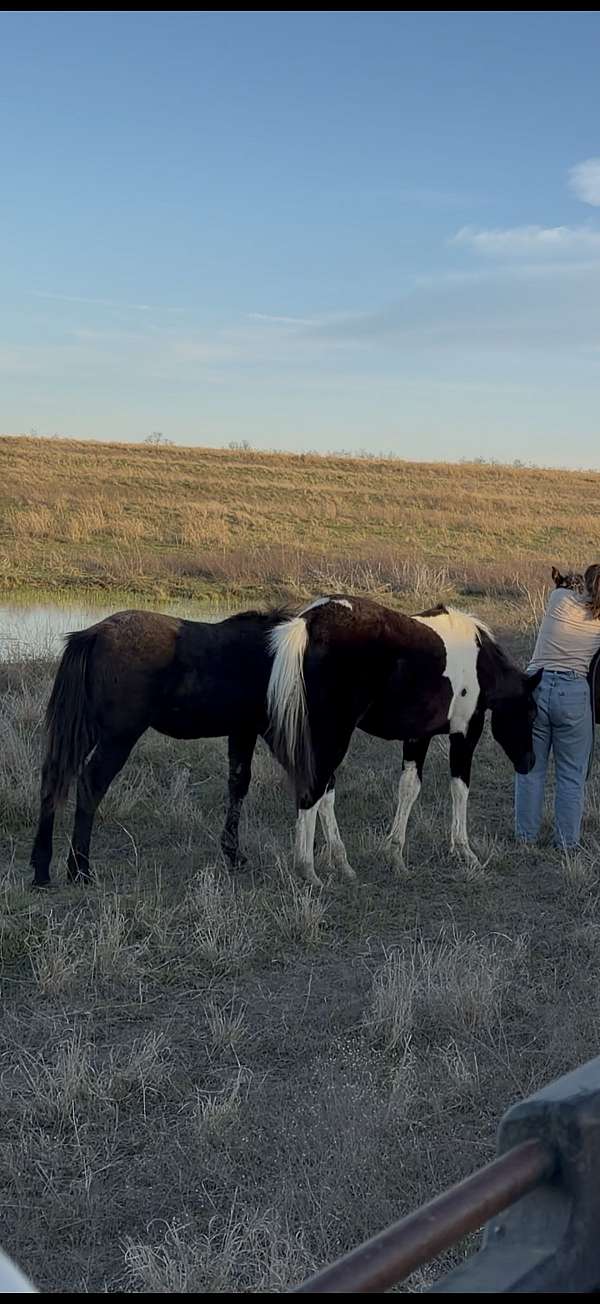 gritty-filly
