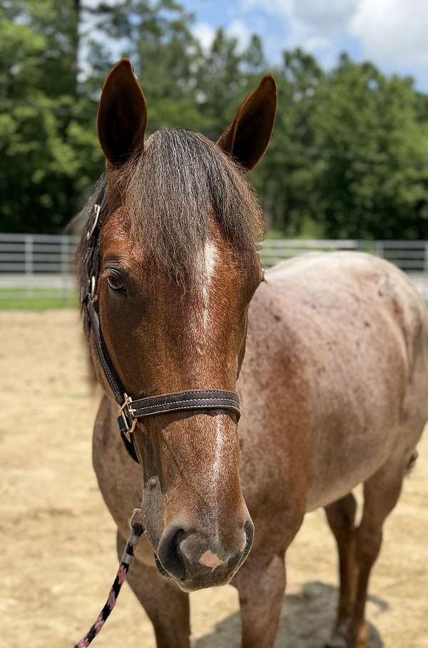 15-hand-quarter-horse-gelding
