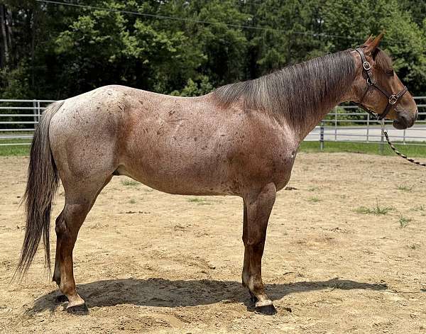 red-roan-quarter-horse-gelding