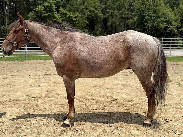red-roan-gelding-for-sale