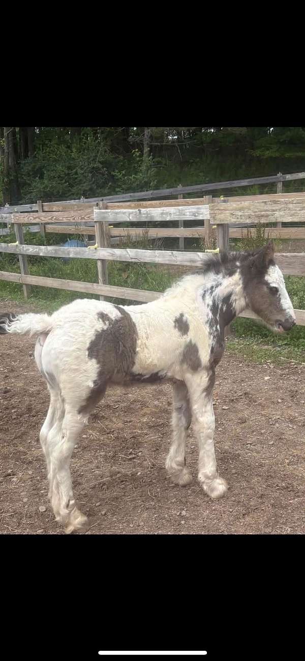 black-tobiano-gvhs-colt