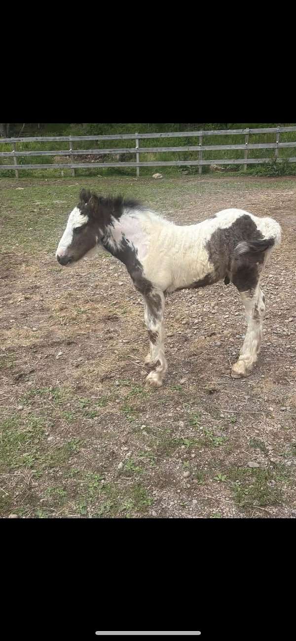 gypsy-vanner-colt