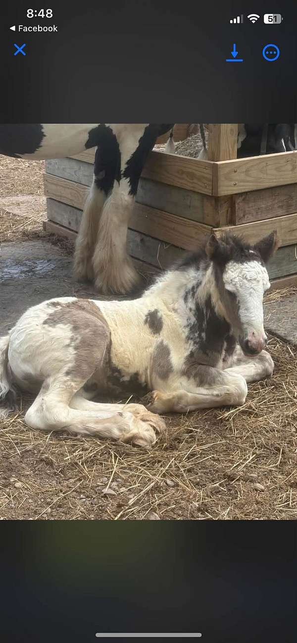gypsy-vanner-horse-for-sale