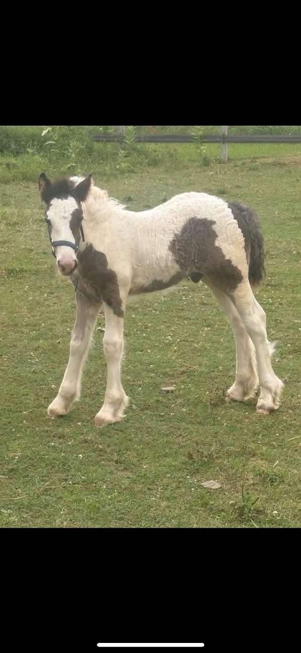 gypsy-vanner-horse-for-sale